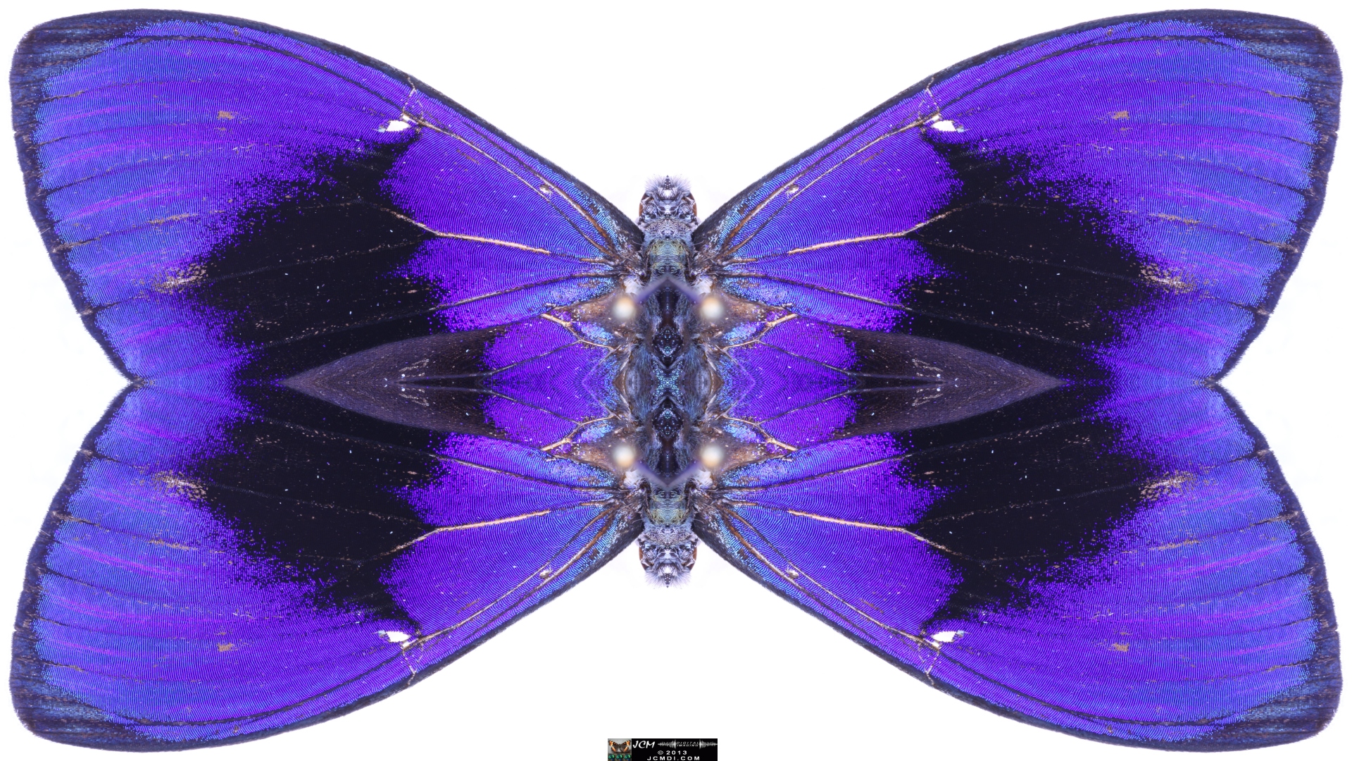 Butterfly Scales Macro Stills quadroscopic image